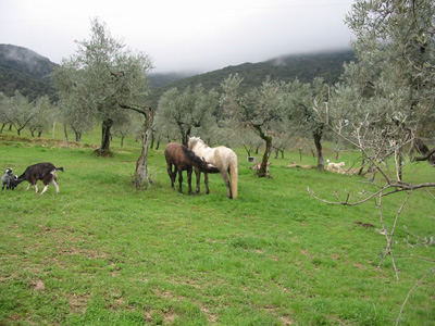 Dettaglio del giardino dell'agriturismo